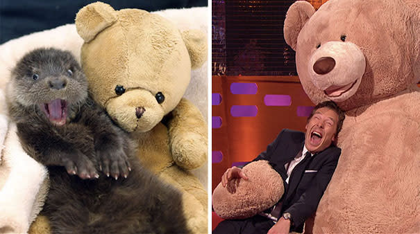 Zuckersüß, wie dieser Otter mit einem Teddybär kuschelt. Klar, dass da auch Benedict Cumberbatch ran musste. Graham Norton besorgte dafür kurzerhand einen gigantisch großen Kuschelbär, in den sich der "Sherlock"-Star voller Freude hineinschmiss. (Bild-Copyright: BBC)