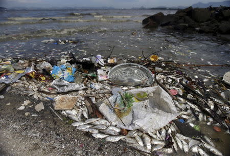 Dead fish lie on the shore of Guanabara Bay in Rio de Janeiro, Brazil January 13, 2016. REUTERS/Ricardo Moraes