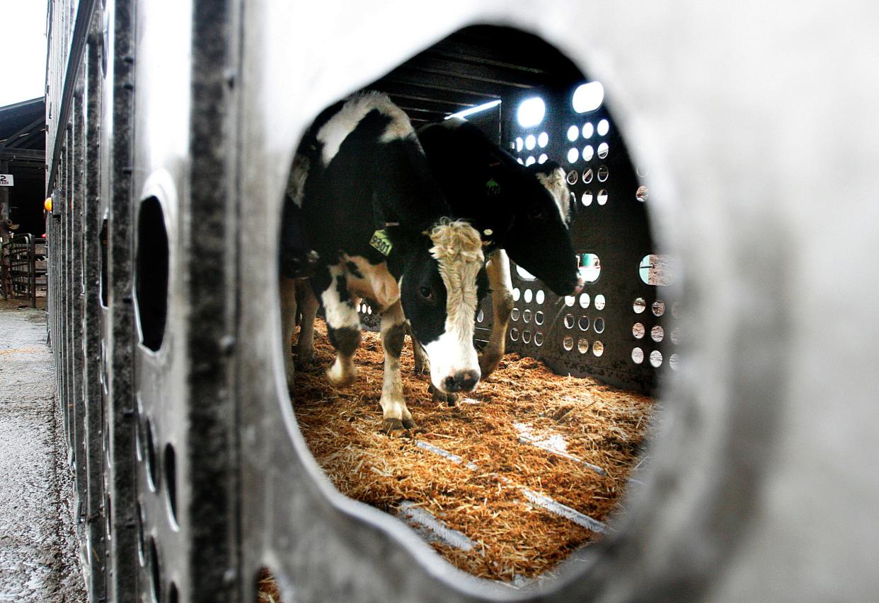 Holstein heifers are loaded into trucks at a dairy in Oregon