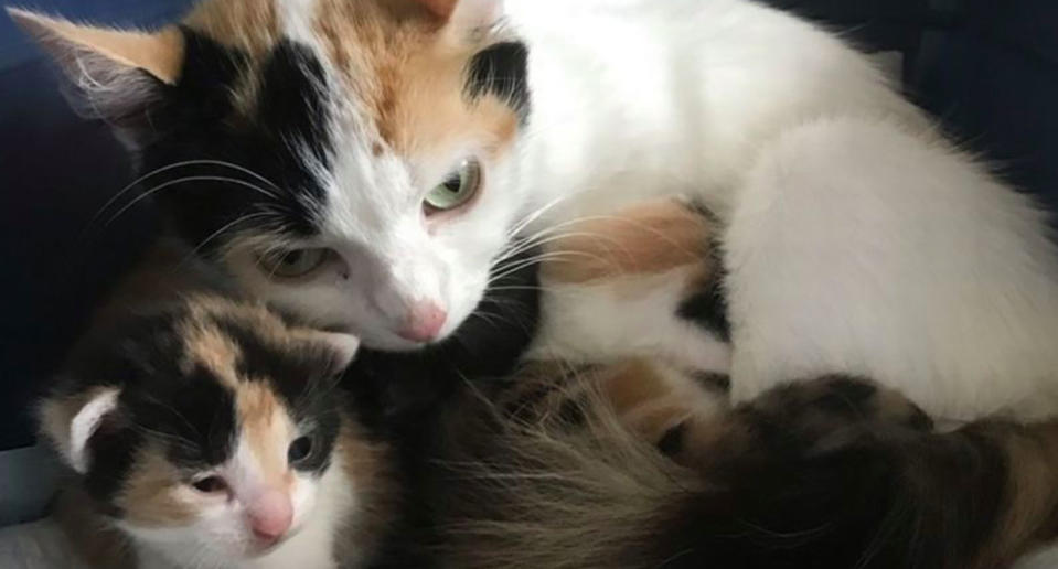 A cat and one of her kittens. The cat and her five kittens were found abandoned in a box in a remote field with no water or food.