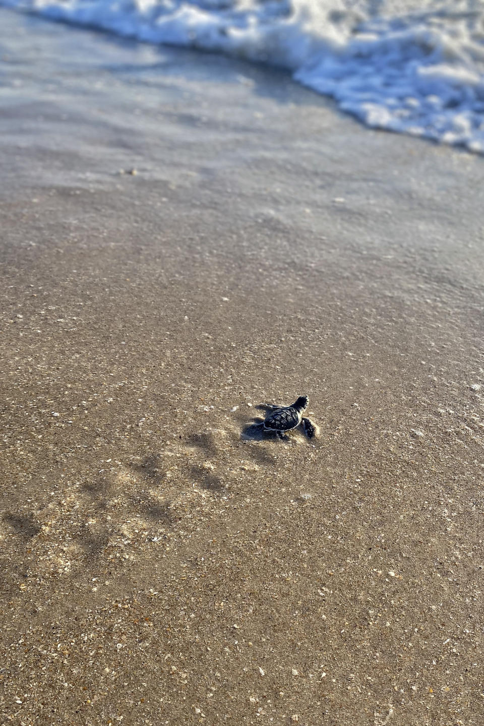 A Green Sea Turtle hatchling heads for the Atlantic Ocean in this Aug. 8, 2020, in Cape Canaveral, Fla. By most measures, it was a banner year for sea turtle nests at beaches around the U.S., including record numbers for some species in Florida and elsewhere. Yet the positive picture for turtles is tempered by climate change threats, including higher sand temperatures that produce fewer males, changes in ocean currents that disrupt their journeys and increasingly severe storms that wash away nests. (Stella Maris/Florida Space Coast Office of Tourism via AP)