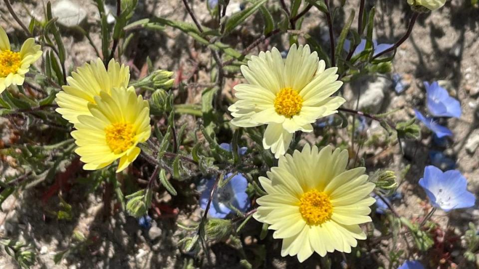 Pale yellow tidytips grow in the fields along Shell Creek Road on April 9, 2023.