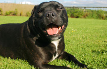 Staffordshire Bullterrier (Bild: thinkstock)