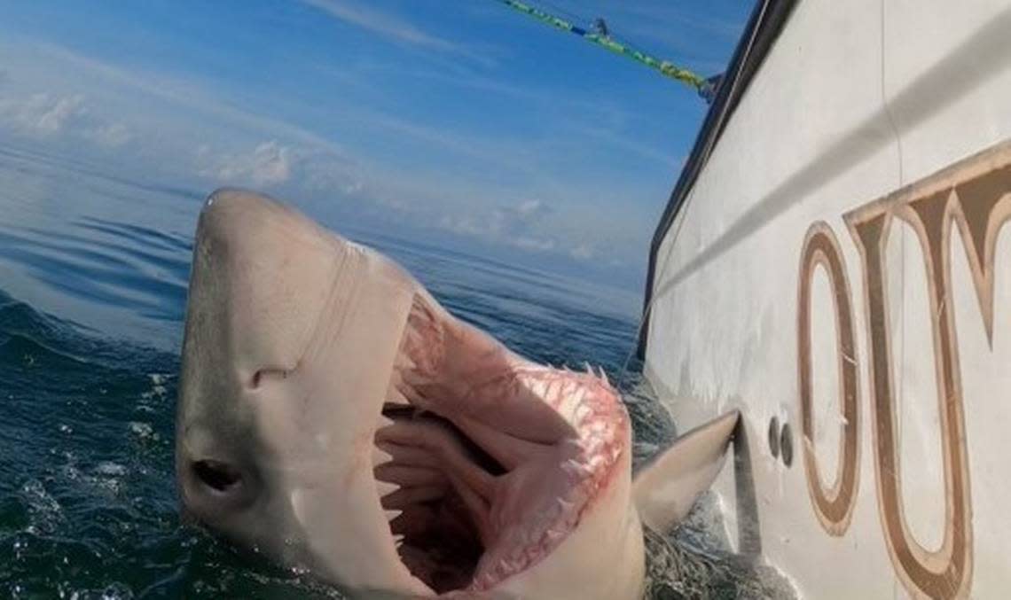 Charter Captain Chip Michalove of Outcast Sport Fishing reeled in and released the first great white sharks of the winter season on Saturday, Dec. 18, 2021, off Hilton Head Island, South Carolina. Photo courtesy Chip Michalove/Outcast Sport Fishing