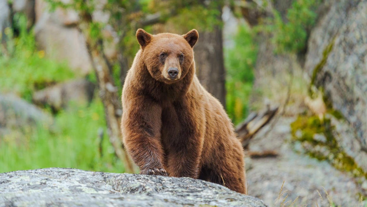  Cinnamon black bear at Yellowstone National Park, Wyoming, USA 