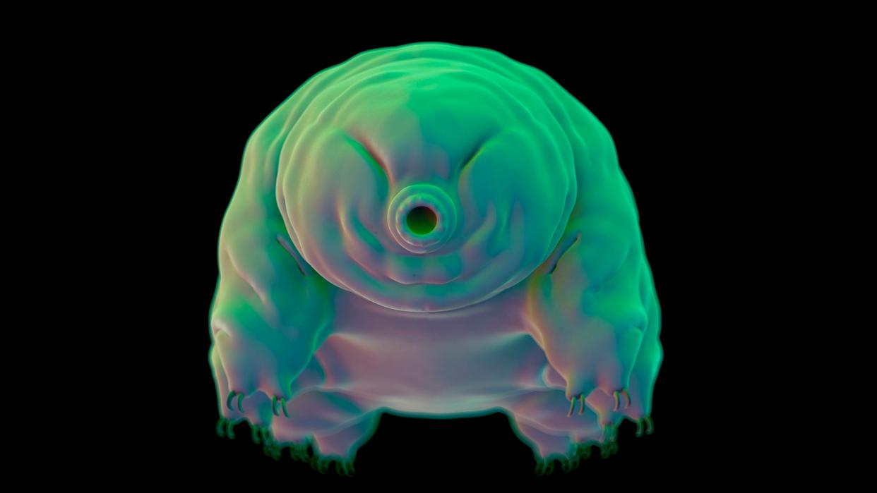 a tardigrade floating around