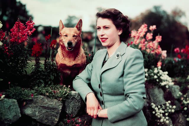 <p>Bettmann Archive/Getty Images</p> Queen Elizabeth II of England at Balmoral Castle with one of her Corgis, 28th September 1952