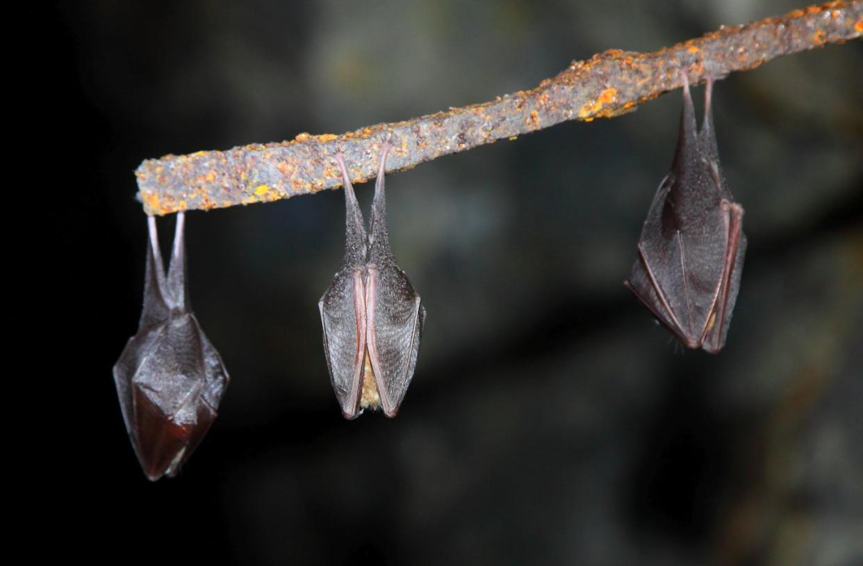 Virólogos rusos han encontrado nuevos sarbecovirus en murciélagos de herradura menor. <a href="https://www.shutterstock.com/es/image-photo/lesser-horseshoe-bat-rhinolophus-hipposideros-gerecse-2086696633" rel="nofollow noopener" target="_blank" data-ylk="slk:Shutterstock / Gergo Nagy;elm:context_link;itc:0;sec:content-canvas" class="link ">Shutterstock / Gergo Nagy</a>