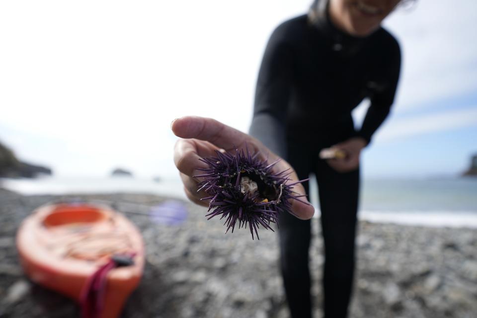 Artist Margaret Seelie holds an urchin during an event to remove them with the hope of restoring kelp forests, Saturday, Sept. 30, 2023, near Caspar, Calif. Urchins have hurt both giant and bull kelp, though giant kelp forests have fared better. (AP Photo/Gregory Bull)