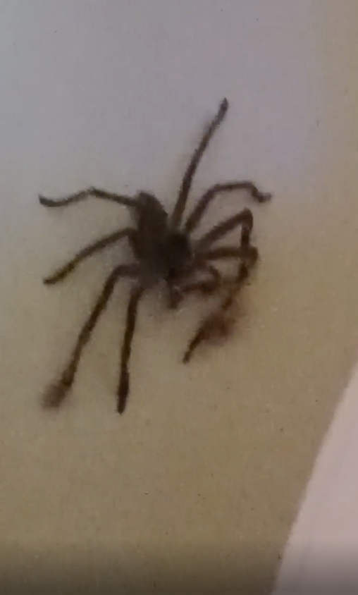 A large spider on a light surface, often a surprising find indoors.