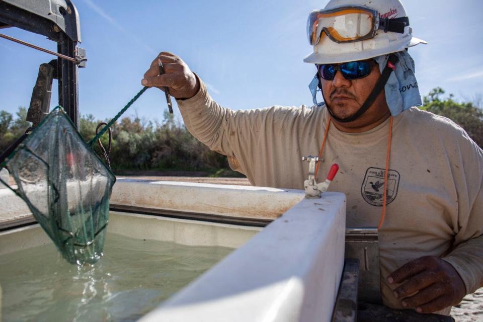 Lyle Thomas places a silvery minnow found in a pool into an oxygenated holding tank on the back of the carts. The fish are transported to better environments, but their survival rate is low, since the fish are often unhealthy from being in the pools.