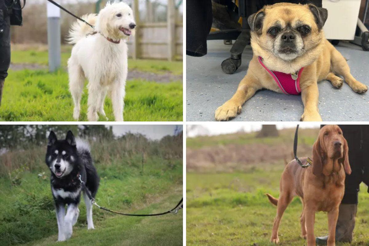 Dogs Trust dogs <i>(Image: Dogs Trust)</i>