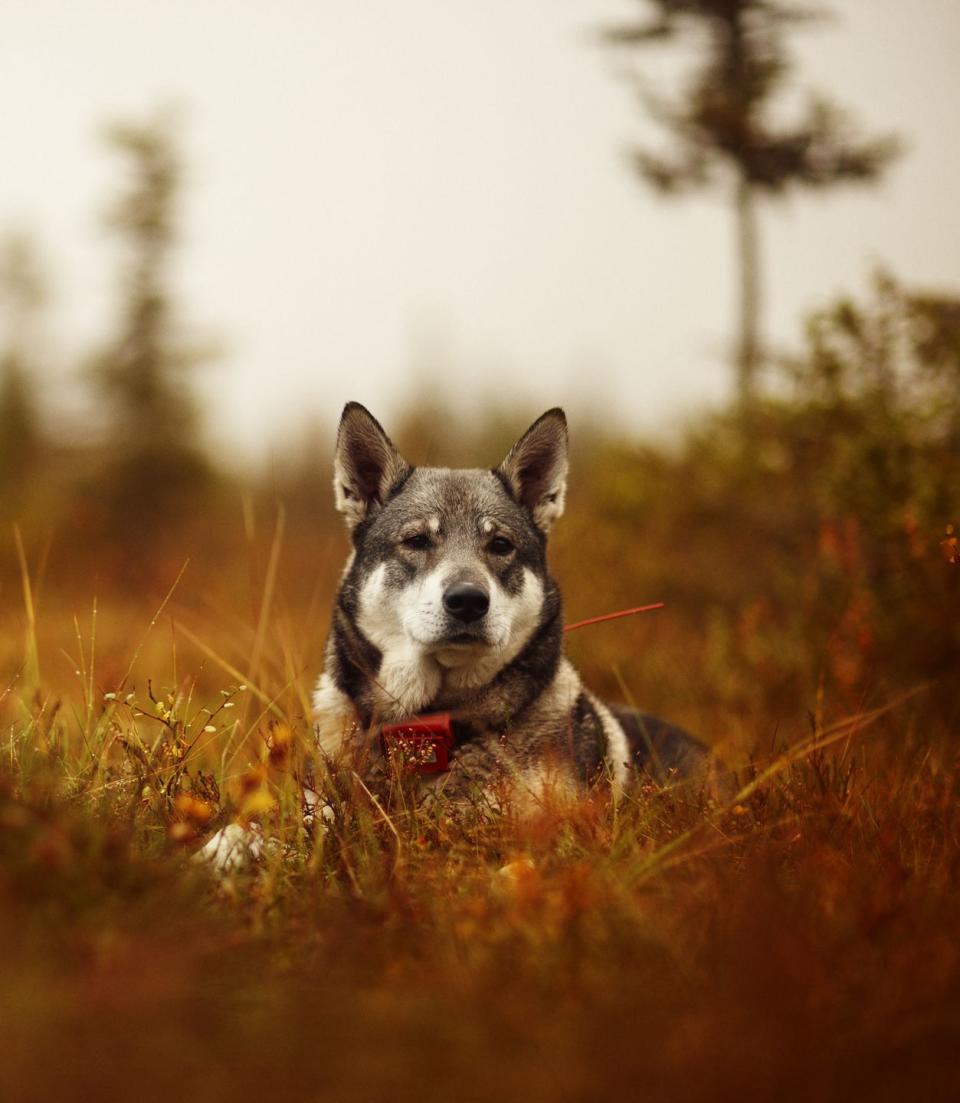 Norwegian Elkhound