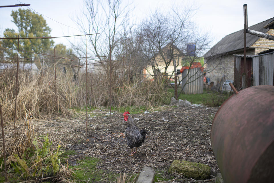 A rooster walks in a yard of Olga Lehan's house in the village of Demydiv, about 40 kilometers (24 miles) north of Kyiv, Ukraine, Tuesday, Nov. 2, 2022. Olga Lehan's home near the Irpin River was flooded when Ukraine destroyed a dam to prevent Russian forces from storming the capital of Kyiv just days into the war. Weeks later, the water from her tap turned brown from pollution. (AP Photo/Andrew Kravchenko)