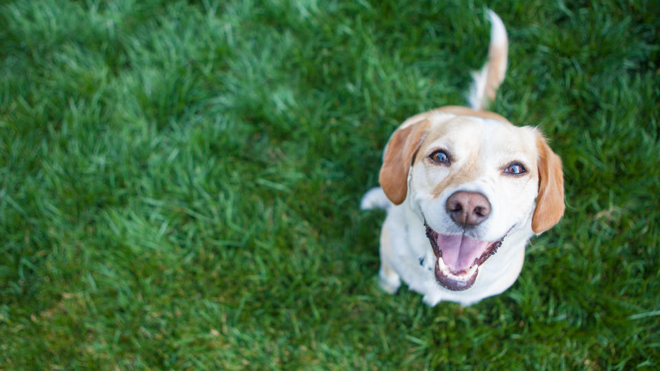 A dog on the lawn