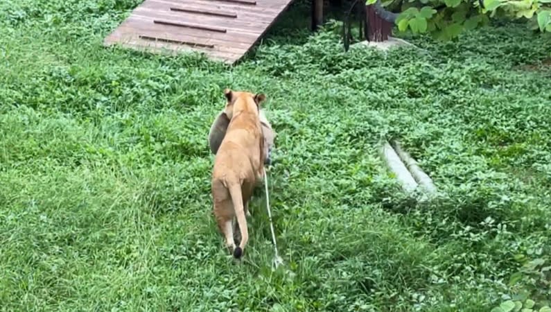 壽山動物園水豚君不捧場「不吃粽」　轉頭吃牧草！保育員心碎滿地