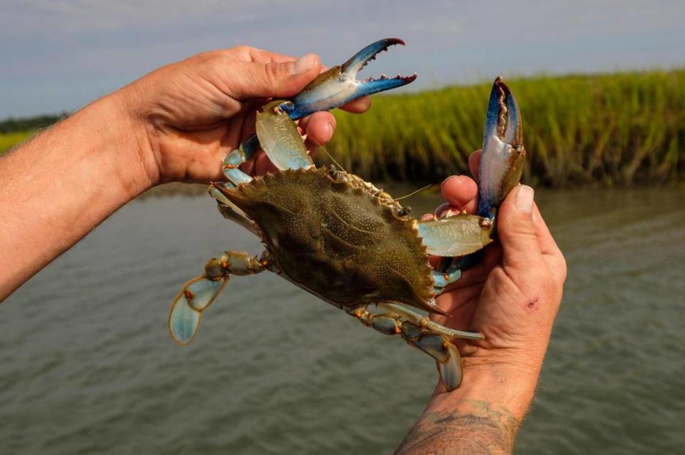 Toxic forever chemicals are being found in blue crabs, oysters and fish in South Carolina.