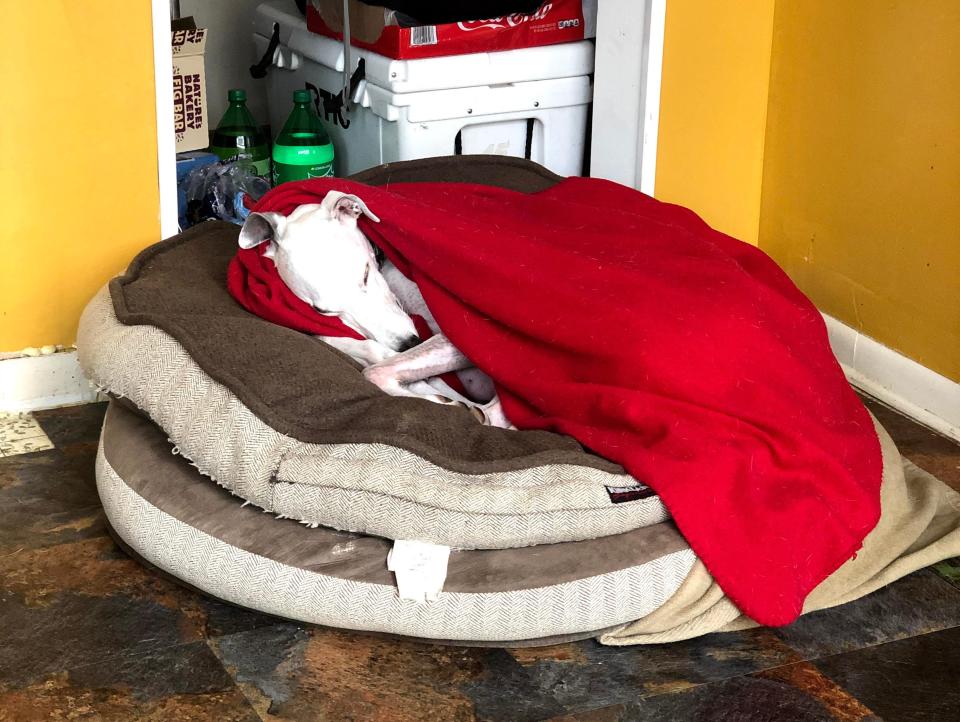 Dog sleeping with red blanket on top of multiple dog beds