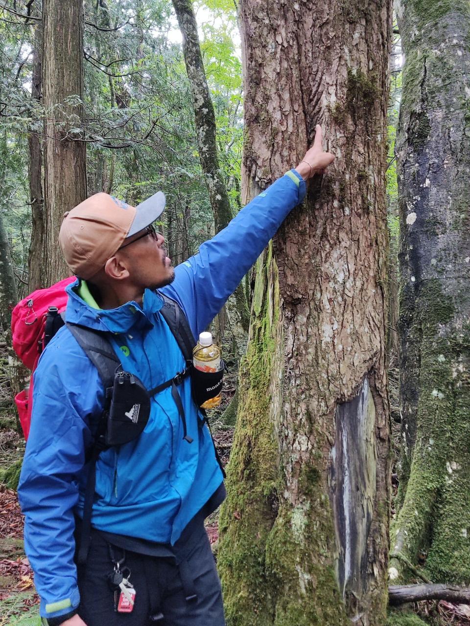 Guide Makoto pointing out Asian black bear claw marks in Aokigahara Forest