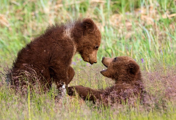 Two brown bear cubs deep in discussion in Lake Clark National Park, Alaska.