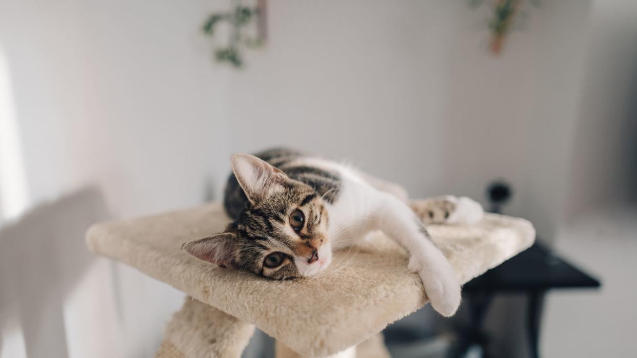 American shorthair laying on cat tower