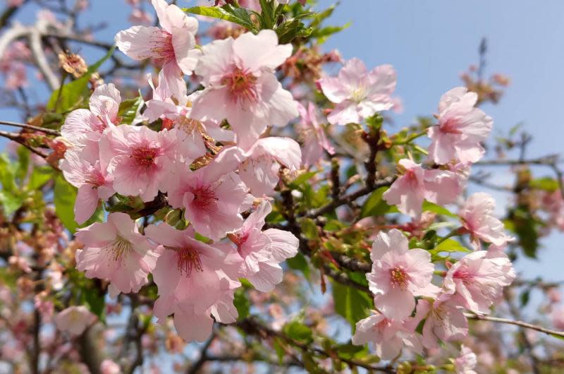 春暖花開來彰化挺美　芬園花卉生產休憩園區賞櫻去