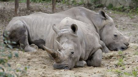 Rhinos rest in their enclosure at Dvur Kralove zoo in Dvur Kralove September 21, 2014. REUTERS/David W Cerny