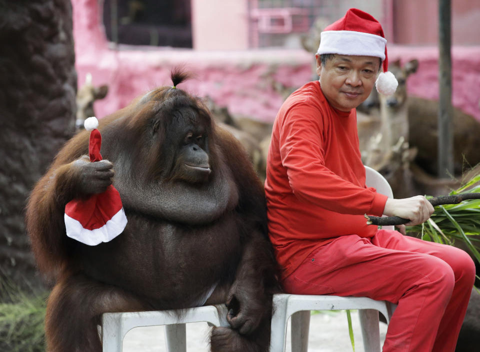 In this Friday, Dec. 21, 2018, file photo, zoo owner Manny Tangco sits beside an orangutan named "Pacquiao" while wearing Santa Claus hats as part of their Christmas presentation at the Malabon Zoo in Manila, Philippines. Filipinos prepare to celebrate Christmas day, one of the most important holidays in this predominantly Roman Catholic nation. (AP Photo/Aaron Favila, File)