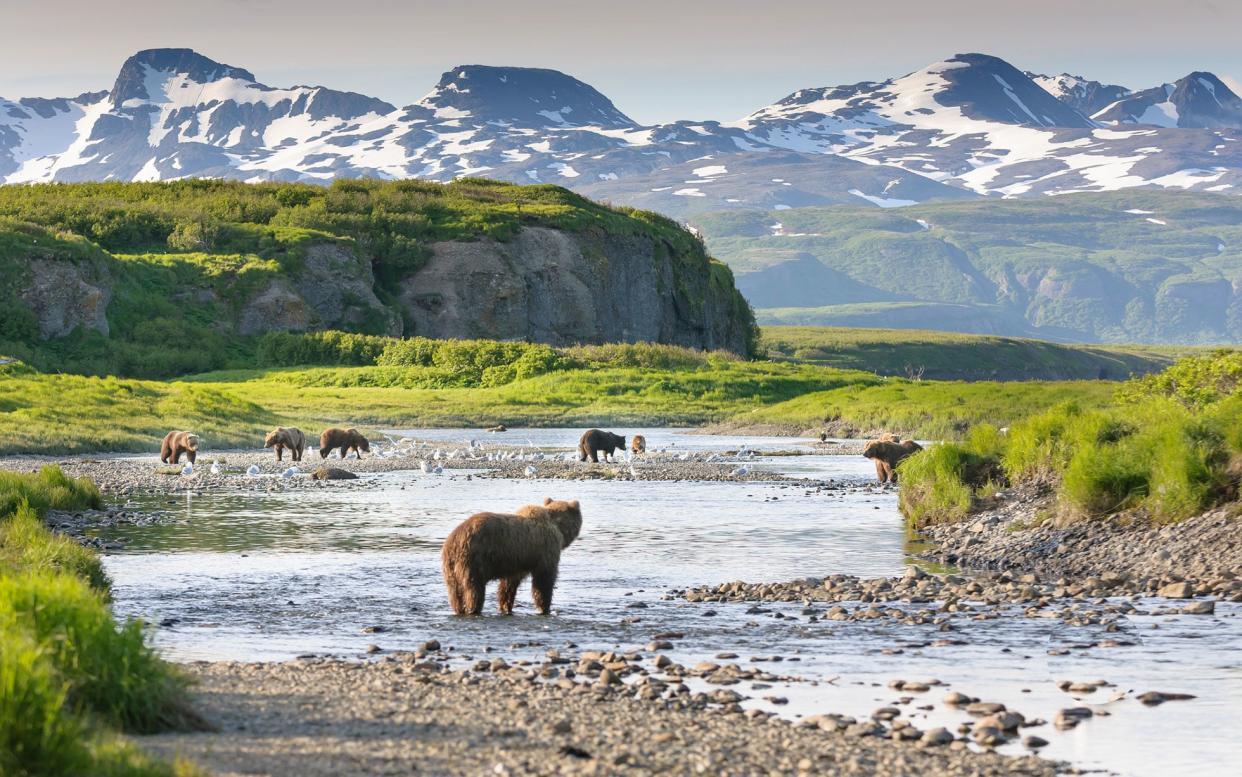 Alaska is known for its abundant wildlife, including bears - sarkophoto