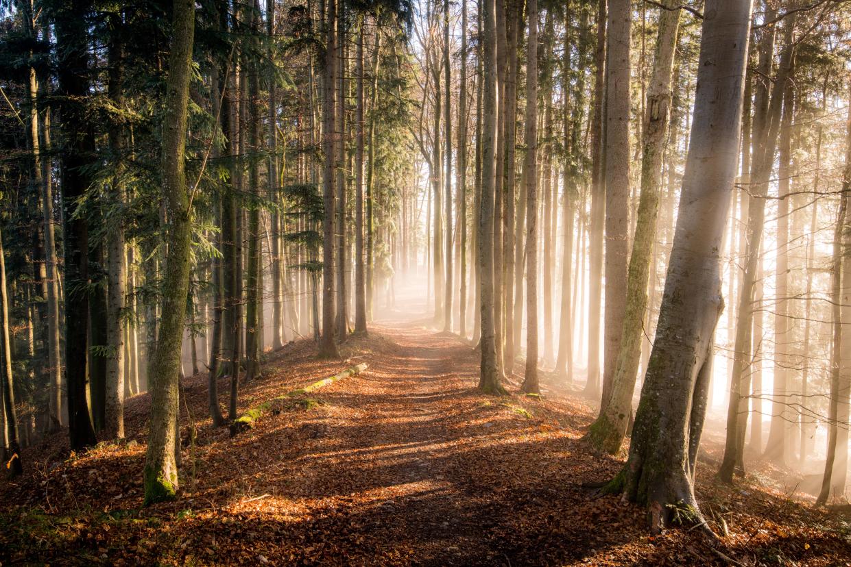 Symbolbild: Die Leiche der vermissten Frau wurde in einem Waldstück in Fürstenbrunn im Salzburger Land an der Grenze zu Bayern gefunden