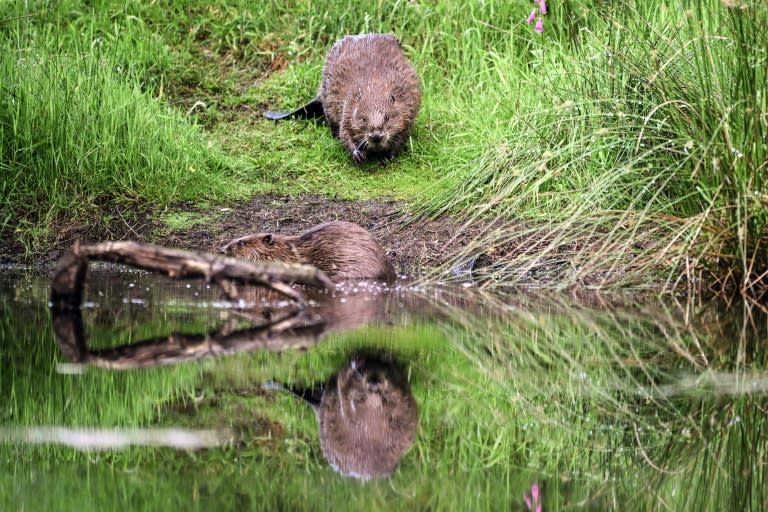 Beavers were reintroduced into the wild in Scotland in 2009 (Andy Buchanan)