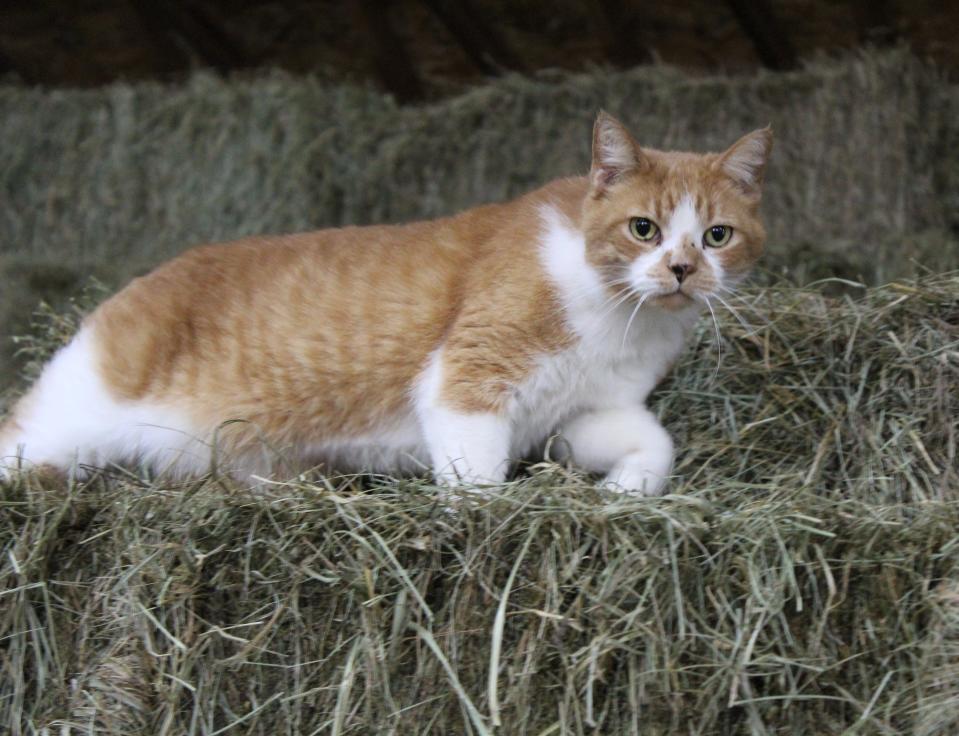 At Last Stop Animal Rescue and Sanctuary in Carleton, Vinnie, a feral cat, keeps close watch of the barn's activities.