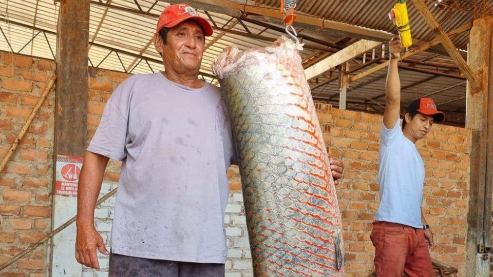 Guillermo Otta Parum con un segmento de paiche