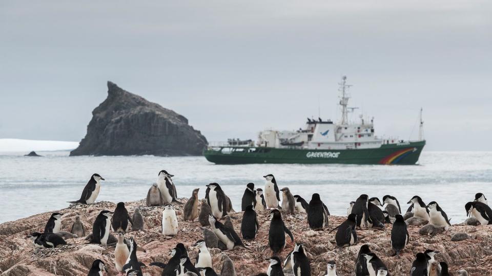 A Chinstrap penguin colony on Elephant Island and Greenpeace ship the Esperanza in the background. Greenpeace is in the Antarctic to investigate the impacts of the climate crisis as part of the Protect the Oceans Expedition, a year long pole to pole ship tour, campaigning for the establishment of ocean sanctuaries to safeguard this frozen region and its penguins, seals and whales, and to help address the climate emergency. (This picture was taken in 2020 during the Antarctic leg of the Pole to Pole expedition under the Dutch permit number RWS-2019/40813)