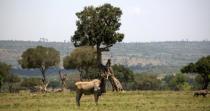 What it’s like to walk through Kenya’s Maasai Mara with lions for company