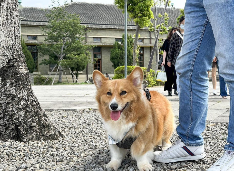 毛孩在第三集章處－帝國糖廠旁的公園踏青、玩樂。