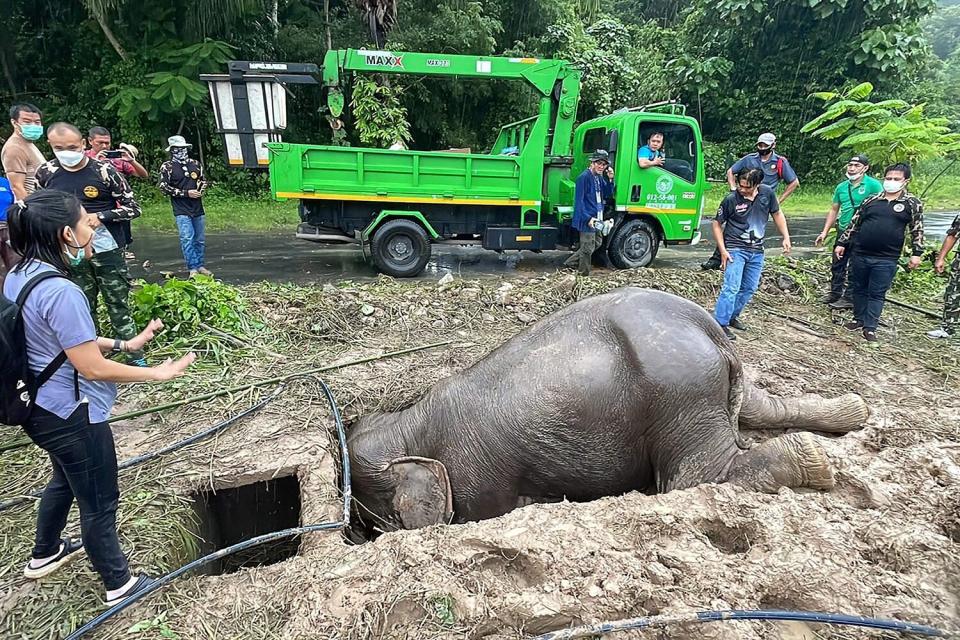 This handout photo taken and released on July 13, 2022 by Thailand's Department of National Parks, Wildlife and Plant Conservation shows an adult elephant with its head in a hole, during a rescue operation to recover an infant elephant that had fallen into the hole, in Nakhon Nayok province in central Thailand