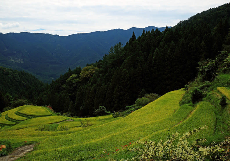 當地有名的梯田美景／Wiki