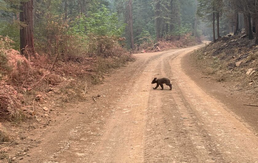 An orphaned bear cub struggles to survive as it walks alone along a mountain road impacted by the Dixie Fire in Plumas County, Calif., Sunday, Aug. 15, 2021. Thousands of Northern California homes remain threatened by the nation's largest wildfire and officials warn the danger of new blazes erupting across the West is high because of unstable weather. (AP Photo/Eugene Garcia)