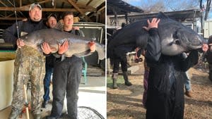 Angler sets new record with catfish at Clarks Hill Lake