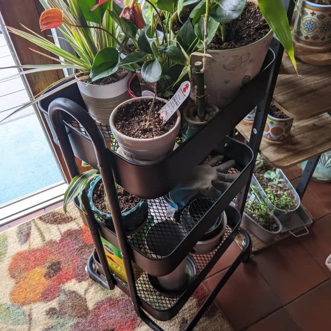 Reviewer's photo of the utility cart in the color black, used as a plant stand for many plants