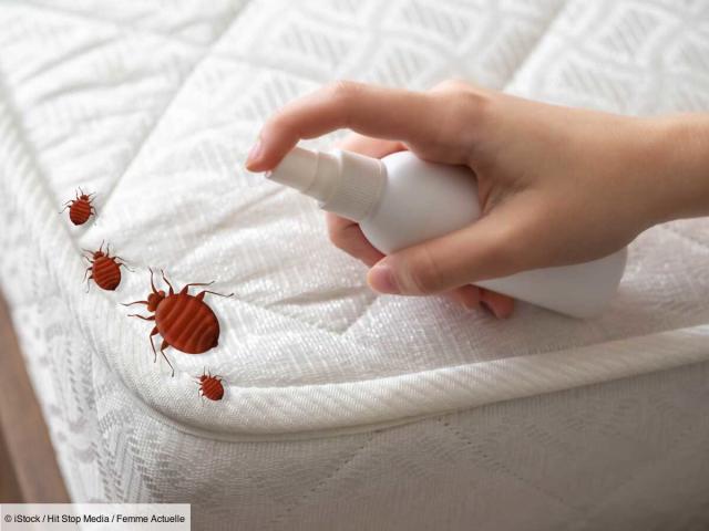 Insecticides contre les punaises de lit