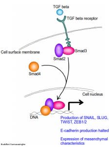 The Hallmarks of Cancer 6: Tissue Invasion and Metastasis