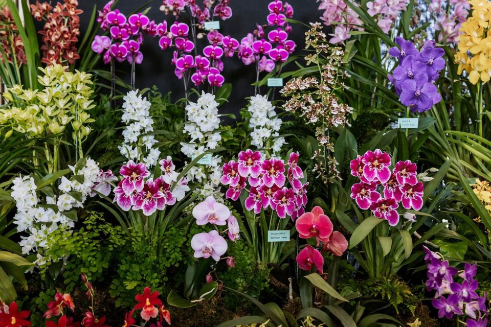 spring plant fair and orchid show