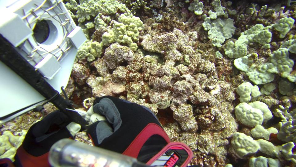 In this Sept. 13, 2019, image taken from video provided by Arizona State University's Center for Global Discovery and Conservation Science, ecologist Greg Asner prepares a camera fish trap on a coral reef in Papa Bay near Captain Cook, Hawaii. "Nearly every species that we monitor has at least some bleaching," Asner said. (Greg Asner/Arizona State University's Center for Global Discovery and Conservation Science via AP)