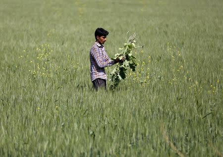 A farmer removes weeds from his wheat field in Upleta town in Gujarat, India, January 29, 2016. REUTERS/Amit Dave/Files