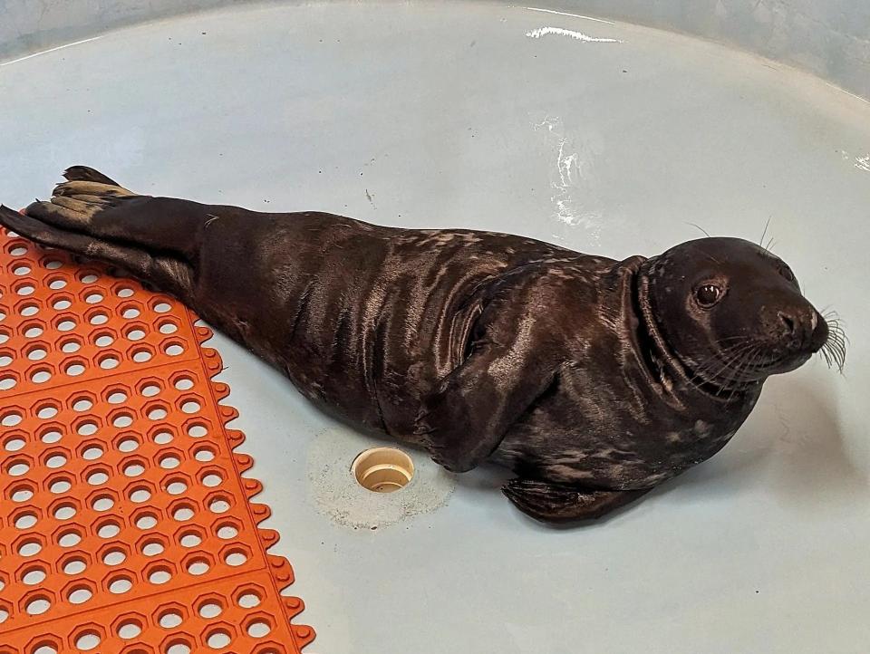 A Grey seal pup was rescued Monday at Ocean Avenue in Monmouth Beach.