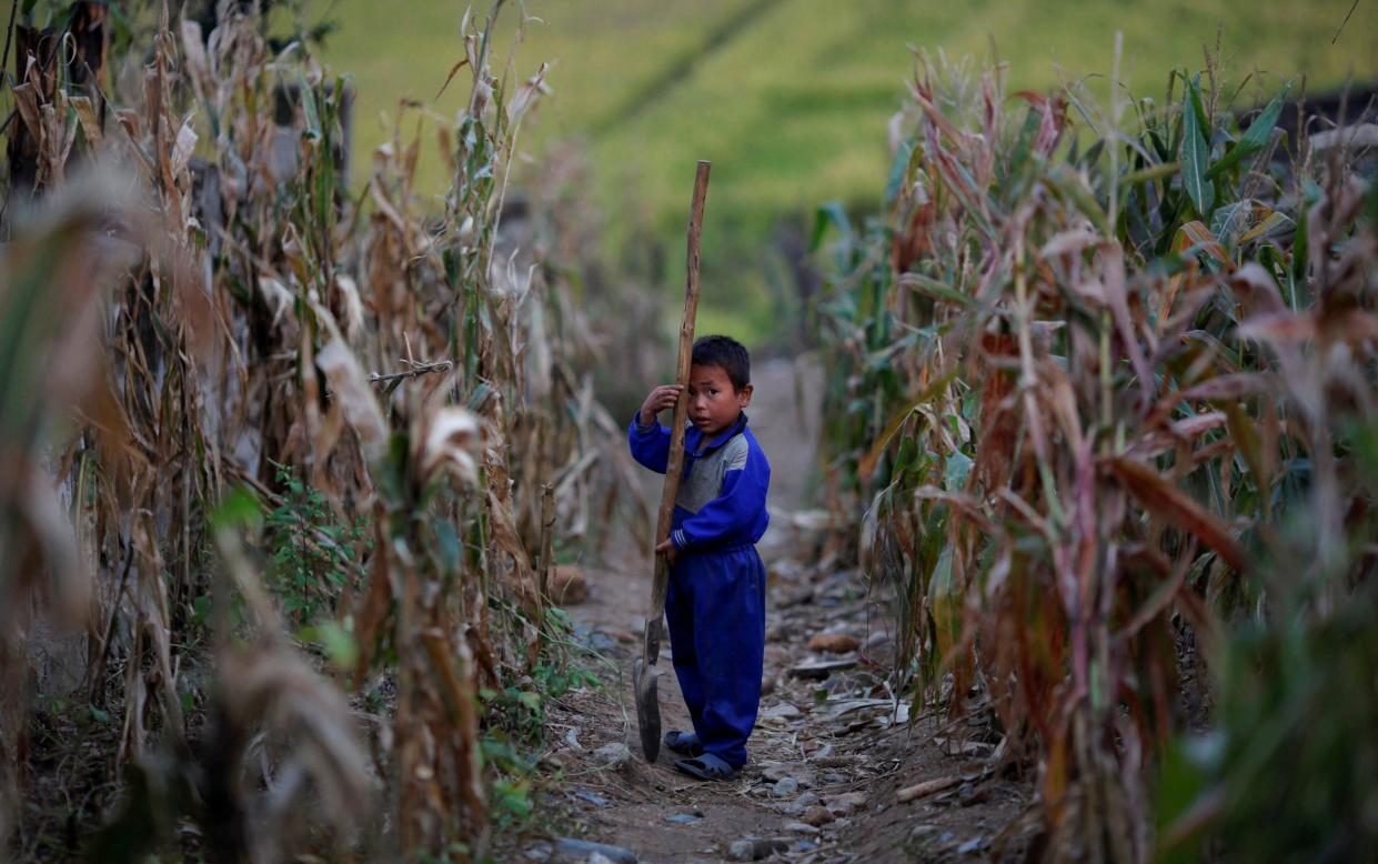 Child in corn field in North Korea