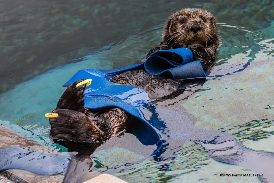 This sea otter, nicknamed Yankee Doodle, was successfully treated for domoic acid poisoning and a common form of the toxoplasma parasite at The Marine Mammal Center in Sausalito, California. Photo taken under U.S. Fish and Wildlife Permit No. Ma101713 1 1.