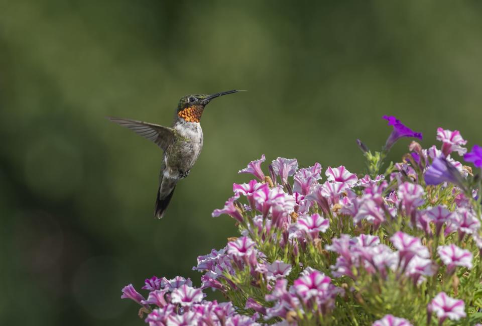 flowers that attract hummingbirds like calibrachoa